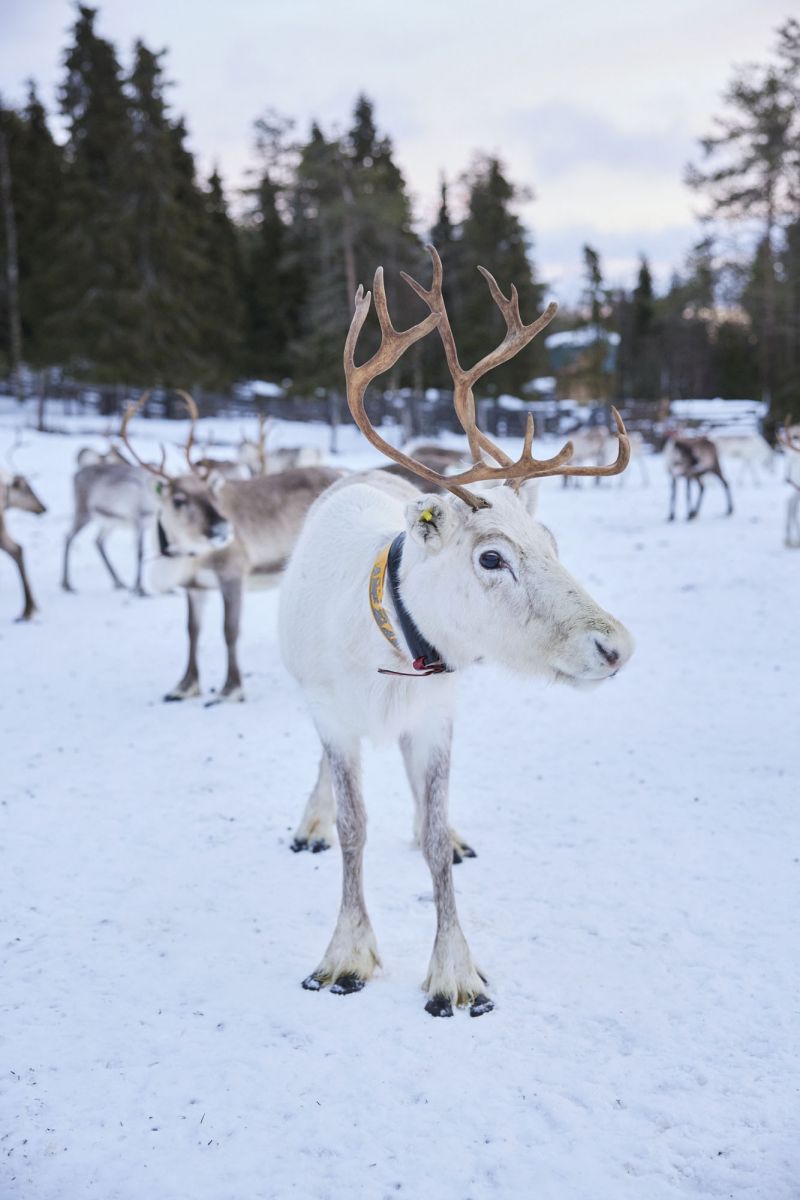 From Hawaii to Lapland with Mainei & Malu Kinimaka in ROXY WARMLink